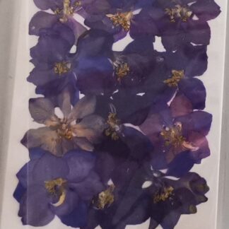 Osušeno cvijeće Viola12 kom.